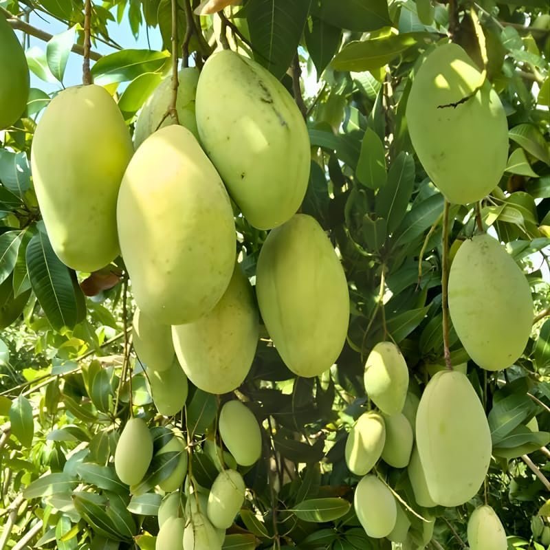 Carrie Mango Trees Live Plants |Sweet Fruit Tree 2.5–3 Ft Tall | Compact Tropical Mango Variety with Rich, Aromatic Fruit | Ideal for Yard, Patio & Warm-Climate Gardens | No Ship CA, HI, AK