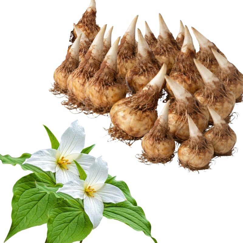 20 White Trillium Bulbs for Planting, Easy Care Trillium Bulbs for Growing Outdoors Indoors