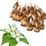20 White Trillium Bulbs for Planting, Easy Care Trillium Bulbs for Growing Outdoors Indoors