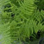 Asparagus Plants Live for Planting in 4’’ Inch Pot | Feathery Asparagus Fern Houseplant | Low-Maintenance Indoor Plant for Shelves, Desks & Small Spaces