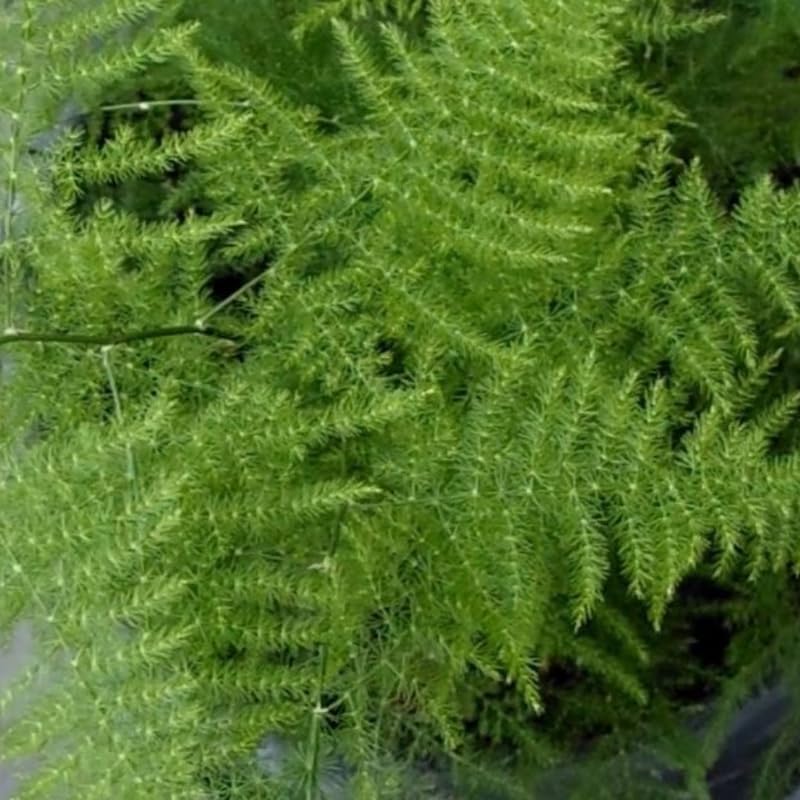 Asparagus Plants Live for Planting in 4’’ Inch Pot | Feathery Asparagus Fern Houseplant | Low-Maintenance Indoor Plant for Shelves, Desks & Small Spaces