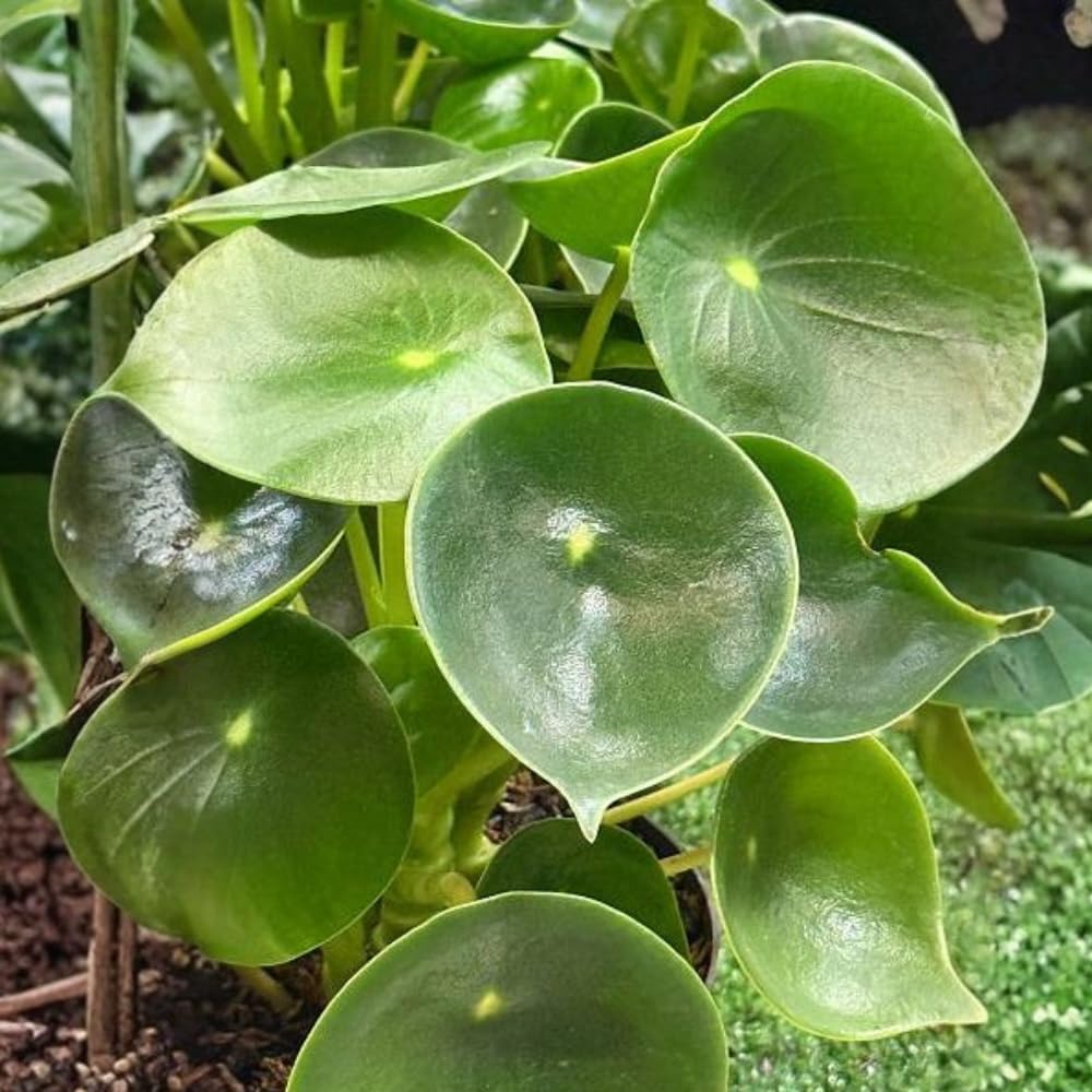 Peperomia Raindrop Houseplant, 4 Inch Pot, Vigorous Houseplant with Thick Glossy Foliage for Living Rooms & Shelves, Easy to Care Pet-Friendly Decor