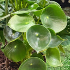 Peperomia Raindrop Houseplant, 4 Inch Pot, Vigorous Houseplant with Thick Glossy Foliage for Living Rooms & Shelves, Easy to Care Pet-Friendly Decor