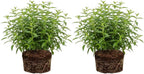 2 Lemon Verbena Plant, 4-Inch Tall Starter Herb, Non-GMO, Fast Growing Edible Herbs, Lemon Verbena Live Plant for Outdoor Garden Planting