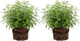 2 Lemon Verbena Plant, 4-Inch Tall Starter Herb, Non-GMO, Fast Growing Edible Herbs, Lemon Verbena Live Plant for Outdoor Garden Planting