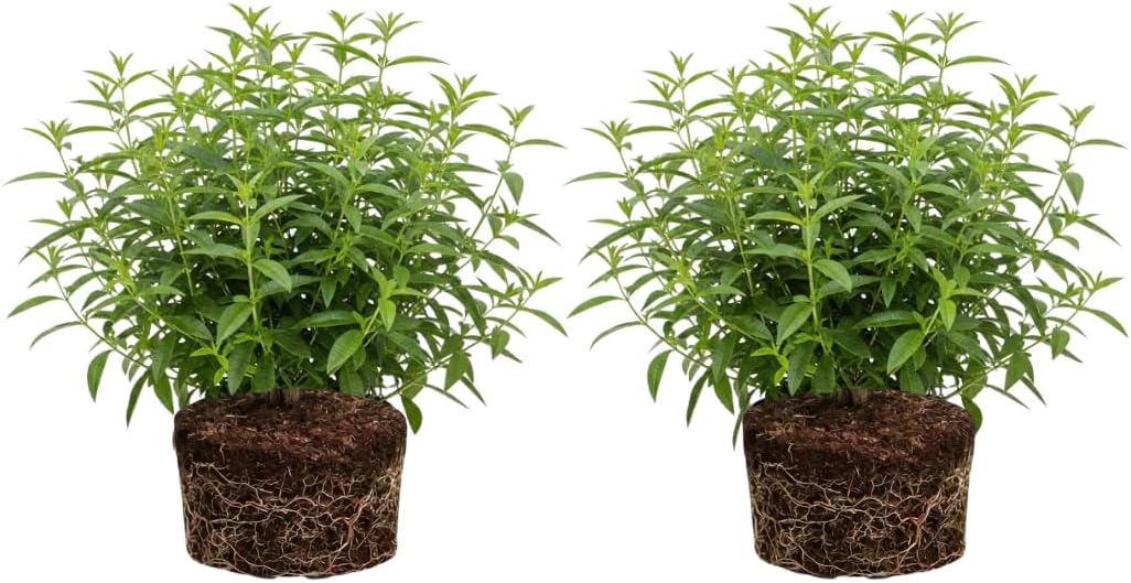 2 Lemon Verbena Plant, 4-Inch Tall Starter Herb, Non-GMO, Fast Growing Edible Herbs, Lemon Verbena Live Plant for Outdoor Garden Planting