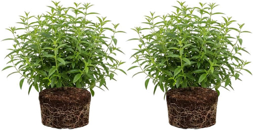 2 Lemon Verbena Plant, 4-Inch Tall Starter Herb, Non-GMO, Fast Growing Edible Herbs, Lemon Verbena Live Plant for Outdoor Garden Planting