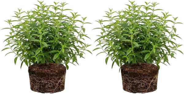 2 Lemon Verbena Plant, 4-Inch Tall Starter Herb, Non-GMO, Fast Growing Edible Herbs, Lemon Verbena Live Plant for Outdoor Garden Planting