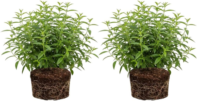 2 Lemon Verbena Plant, 4-Inch Tall Starter Herb, Non-GMO, Fast Growing Edible Herbs, Lemon Verbena Live Plant for Outdoor Garden Planting