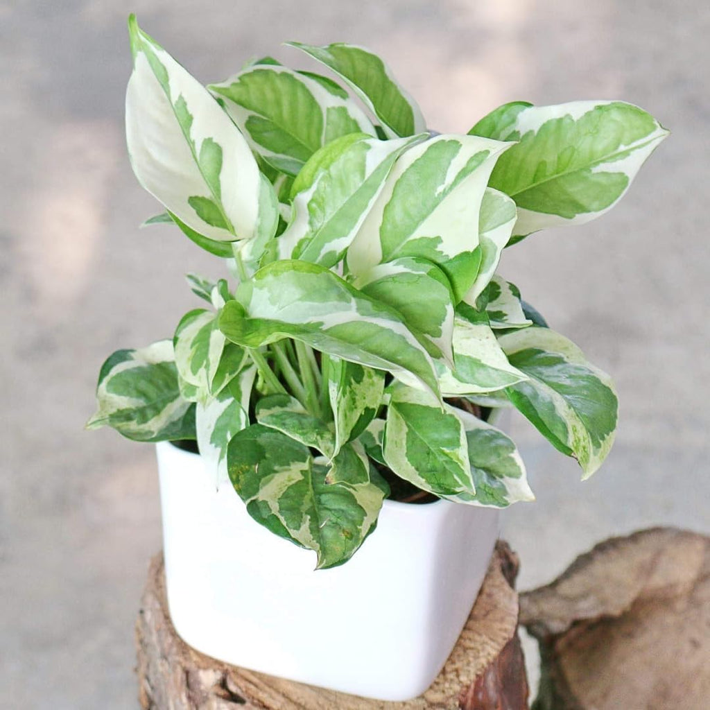 N’Joy Live Pothos Plant in 4 Inch Pot | Epipremnum Aureum Indoor Plant with Stunning White Variegation | Low Maintenance Pothos for Office & Indoor Garden Décor