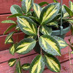 Hoya Australis Lisa Live Plant, 4 Inch Pot Size, Potted Indoor Vine, Low Maintenance Climbing Plant for Bright Indirect Light