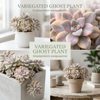 Succulent Plant Live, Variegated Graptopetalum Ghost Plant, 4" Pot, Easy to Care Pet-Friendly Décor, Low Maintenance Succulent for Indoor Spaces
