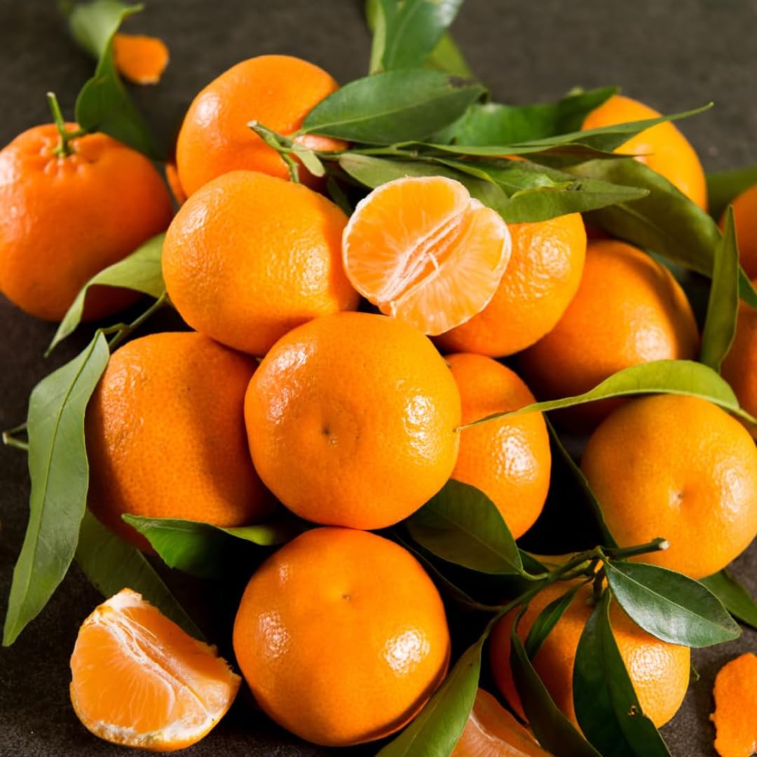 (No Ship to CA,HI,AK) Kishu Mandarin Oranges Tree Live Plant | 1 Gallon Live Potted Citrus Tree | Sweet Juicy Fruit for Cooking Juicing & Home Gardening
