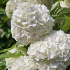 2 Snowball Bush Live Plants | Japanese Snowball Bush Live Plant for Outdoor Growing | 1–2 Feet Tall Bare Root Shrubs | Ideal for Garden Planting and Landscape Use