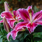 Lilly Bulbs for Planting, Stargazer Lily, 5 Large Bulbs, Intense Scented Oriental Lily for Sunny Patios, Landscapes, and Cutting Gardens