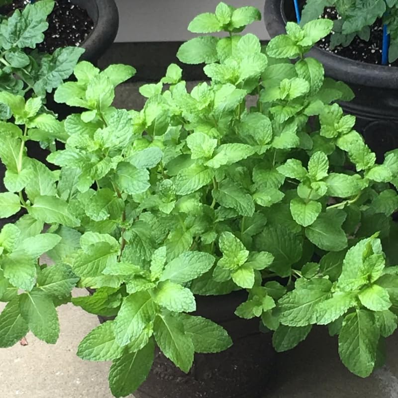 Chocolate Mint Plants Live Outdoor and Garden, Mint Plants Live in 3-Inch Pot, Cold-Hardy Mint Herb for Patios, Containers, and Ground Cover