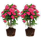 2-Plant Set Pink Euphorbia Milii Live Plant | Crown of Thorns Houseplant | 4 to 8 Inch Tall, Easy to Grow Indoor or Outdoor Decorative Plant, Home Office, Patio Garden