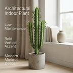 African Milk Tree, 3 Inch Potted Euphorbia Trigona, Low Maintenance Indoor Succulent with Upright Stems for Home & Office Decor