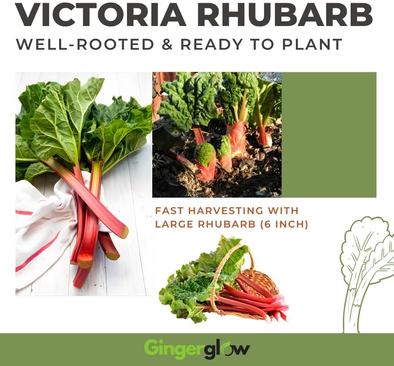 Victoria Rhubarb Plant, Well-Rooted 4-6" Rhubarb Root, Cold-Hardy High Yield Edible Plant for Backyard Rows