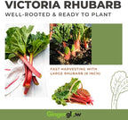 Victoria Rhubarb Plant, Well-Rooted 4-6" Rhubarb Root, Cold-Hardy High Yield Edible Plant for Backyard Rows