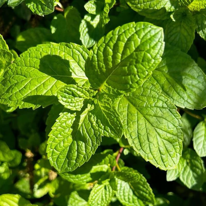 2 Spearmint Plant, 3" Pot, Fresh Herb Plants Live, Mint Plants for Inside Windowsills or Outdoor Garden Beds