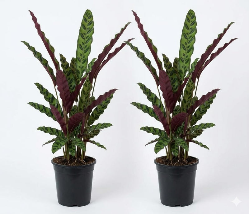 2 Rattlesnake Plant Live Calathea Lancifolia, 4 Inch Pot, Air Purification Houseplant, Easy to Grow for Low Light Homes & Offices