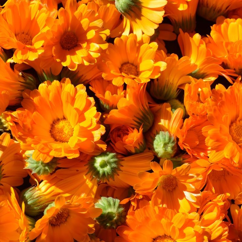 Calendula Live Plant, 3-4 Inch Tall Bare Root Starter, Orange Flowering Edible Herb for Garden Beds