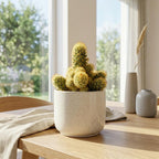 2 Live Cactus Plants Gold Ladyfinger Mammillaria Elongata, 4" Pot, Fully Rooted, Low Maintenance Rare Succulent Plant Live, Ideal for Succulent Collections & Indoor Décor