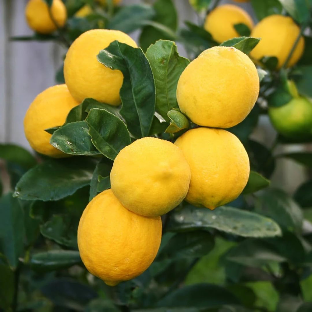 Live Meyer Lemon Tree | 1–2 Ft Tall Citrus Plant | Sweet, Juicy Lemons for Cooking, Drinks, and Home Gardening | No Ship to CA,HI,AK