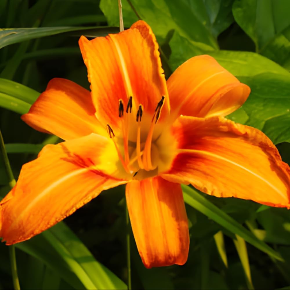 25 Wild Orange Daylily Root, Well-Rooted Tiger Daylily, Cold-Hardy Fragrant Perennial, Sturdy Ditch Lily for Sunny Backyard Landscapes