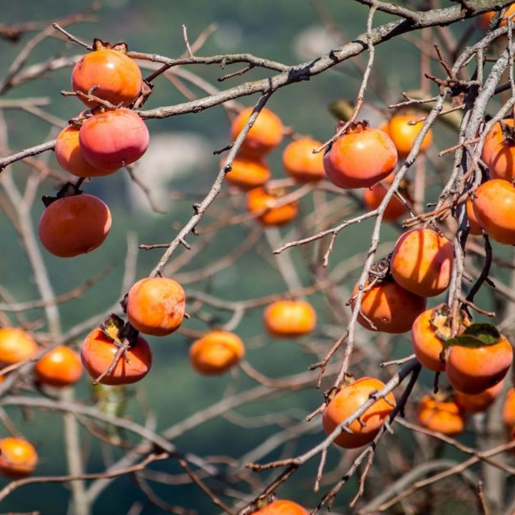 2 Persimmon Tree Live Plant in 12 – 24 Inch Tall Potted | American Persimmon Tree for Planting | Suitable for Home Garden & Backyard Growing