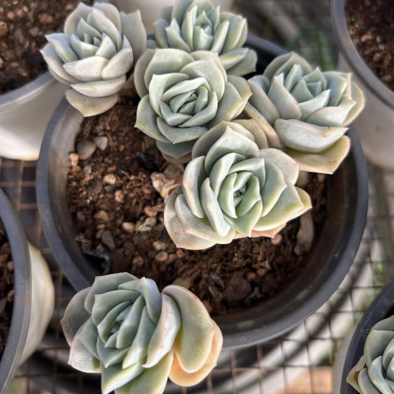 2 Live Succulent Plant Lovely Rose Succulent, 2" Potted Plant, Easy Care Greenery, Rose-Like Foliage for Home Decor and DIY Projects