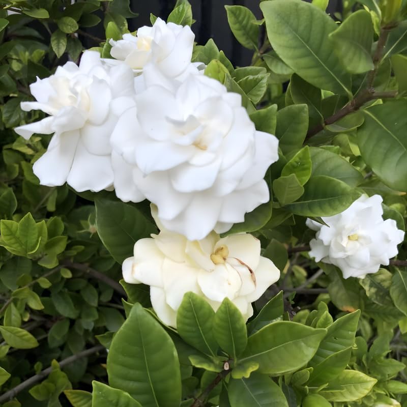 Frostproof Gardenia Jasmine Plant Live Plant | Live Jasmin Plant for Indoor in 4 Inch Pot | Low Maintenance Cold-Tolerant Jasmine for Home, Balcony & Office Display