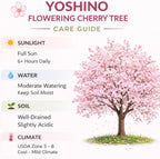 2 Yoshino Cherry Blossom Trees, 6-12 Inch Tall, Easy Care, Hardy Ornamental Flowering Cherry Tree, Ideal for Yard, Garden & Landscape
