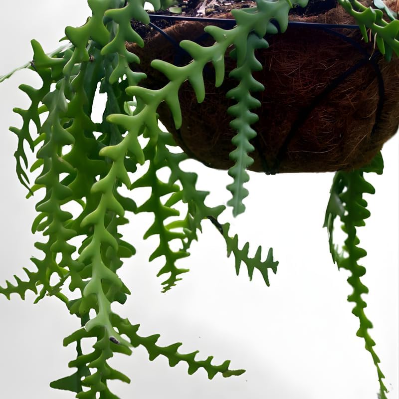 Fishbone Cactus Live Plant in 3" Inch Pot | Eye-Catching RIC Rac Foliage | Beginner-Friendly Indoor Houseplant for Modern Home and Office Décor