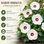 Red Hardy Hibiscus Plants Live, 4-8" Tall, Vibrant Perennial Hibiscus Plant, Fast Growing Flowering Shrub for Backyard Landscape and Patio Pots