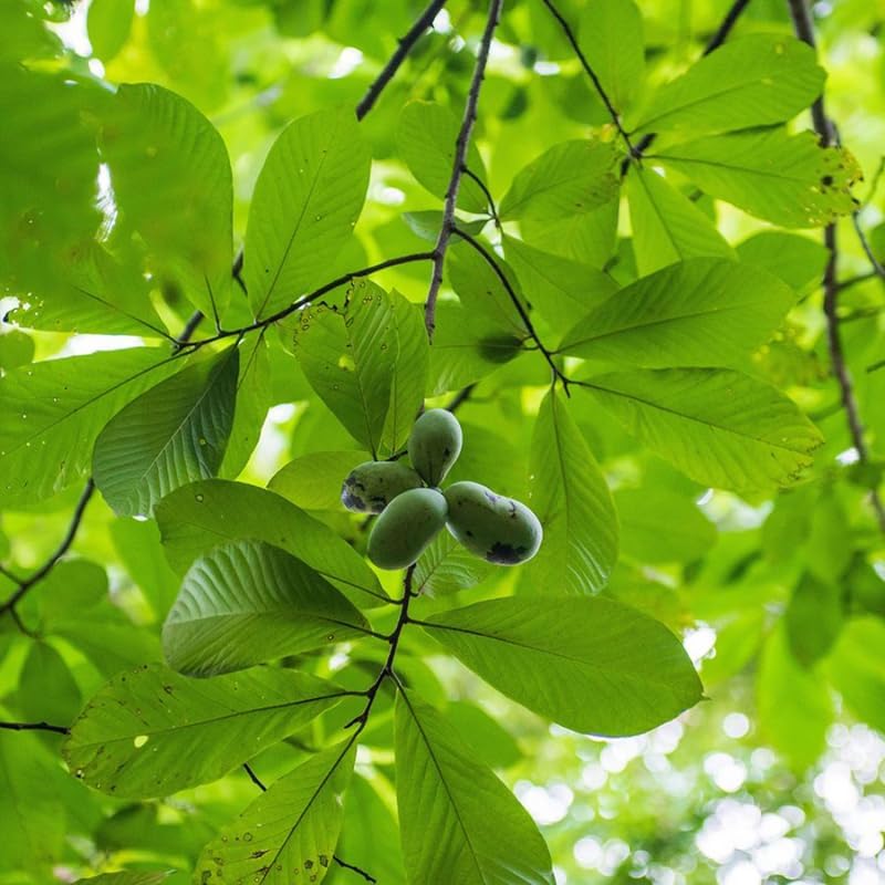2 Pawpaw Tree Live Bare Root Seedlings | 12-24" Rooted Cuttings | Cold-Hardy North American Fruit Tree | Well-Rooted Plants for Garden