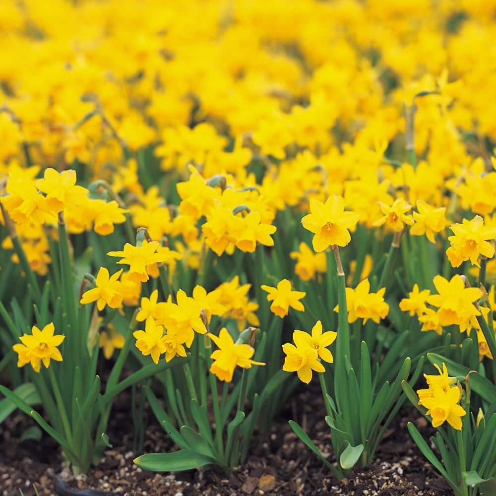 50 Wild Daffodil Bulbs, Lent Lily, Yellow Spring Flowering Perennial for Garden Borders, Cold-Hardy Narcissus for Early Spring Blooms