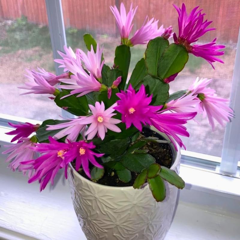 Pink Easter Cactus Plants Live | Spring Cactus Plant 3 Inch Tall | Compact Flowering Easter Cactus | Low Maintenance Indoor Houseplant for Home Decor