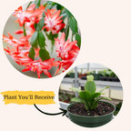 Exotic Red Christmas Cactus Plant Live| 4 to 7 Inch Tall Potted Indoor Decorative Plant for Home & Office | Live Christmas Cactus Plants Houseplants | Christmas Hanging Baskets for Outdoors