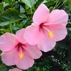 2 Pink Rose of Sharon Live Plants | 12–18 Inch Tall | Pink Blooming Hibiscus syriacus for Yards, Hedges, Borders & Landscape Design