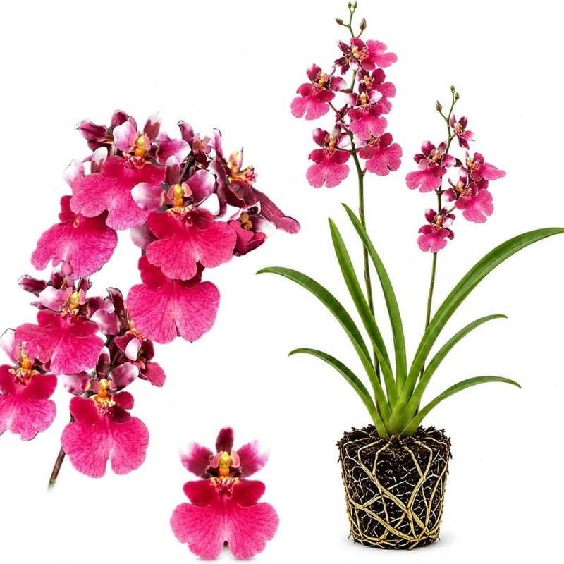 Oncidium Orchid Twinkle Live Plant, Pink Tolumnia Oncidium Orchid Flower