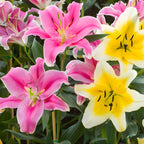 Mixed Oriental Lily Bulbs, Set 4 Mixed Lilly Bulbs for Planting, Live Flowering Plant Bulbs, Colorful Fragrant Flowers Starters for Backyard and Garden Rows