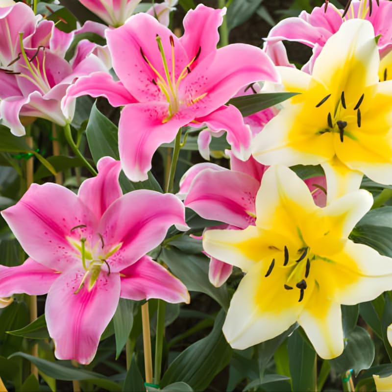 Mixed Oriental Lily Bulbs, Set 4 Mixed Lilly Bulbs for Planting, Live Flowering Plant Bulbs, Colorful Fragrant Flowers Starters for Backyard and Garden Rows