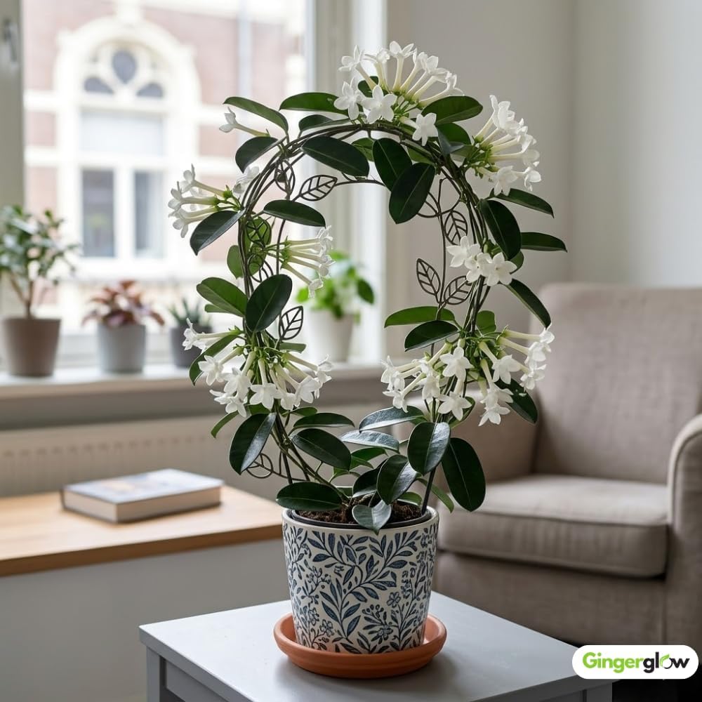 Bridal Wreath Jasmine Plant Live, 4-5 Inch Tall, Easy Care Fragrant Jasmine Plant, White Flowering Vine for Trellis, Fence & Garden Décor