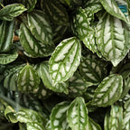 Pilea Cadierei Aluminum Plant, 4" Potted Houseplant, Low Maintenance Houseplant, Robust Sturdy Starter with Metallic Patterned Leaves