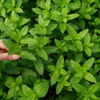 2 Apple Mint Plant, 3" Pot, Fresh Herb Plants Live, Mint Plants for Inside Windowsills or Outdoor Garden Beds