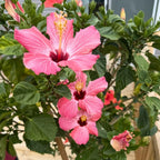 2 Pink Rose of Sharon Live Plants | 12–18 Inch Tall | Pink Blooming Hibiscus syriacus for Yards, Hedges, Borders & Landscape Design