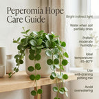 Peperomia Hope Plant in 4'' Inch Pot, Low-Maintenance Peperomia Live Plant, Ideal Plant for Home & Office