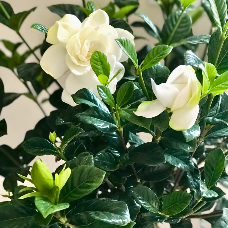 Frostproof Gardenia Jasmine Plant Indoor Live in 4 Inch Pot | Cold Hardy White-Blooming Jasmine | Easy to Grow Live Jasmine Plant for Indoor & Patio Décor